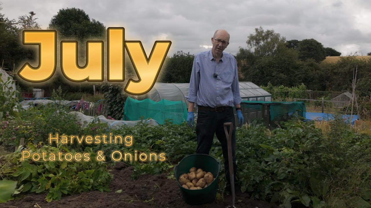 July Potato & Onion Harvest at the Allotment