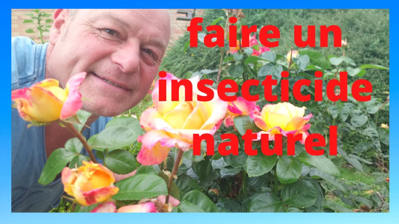la rhubarbe comme insecticide !!