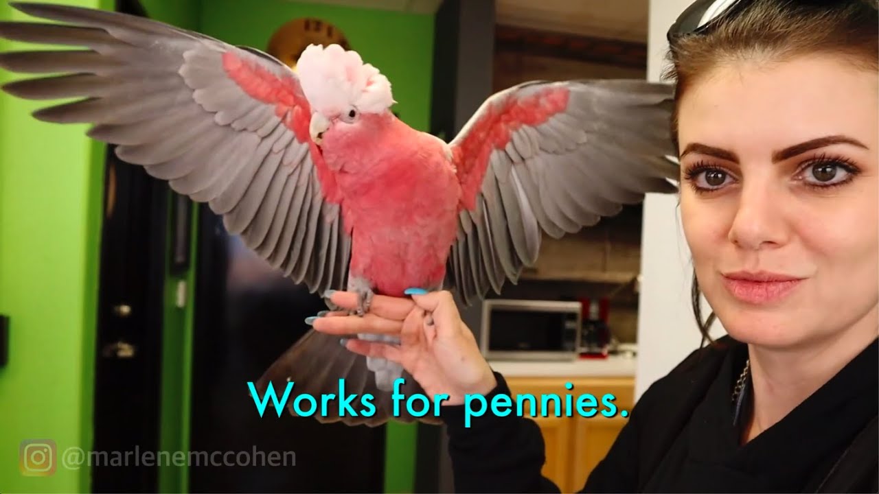 PARROT COMPILATION - VINNY AND JERSEY THE COCKATOO