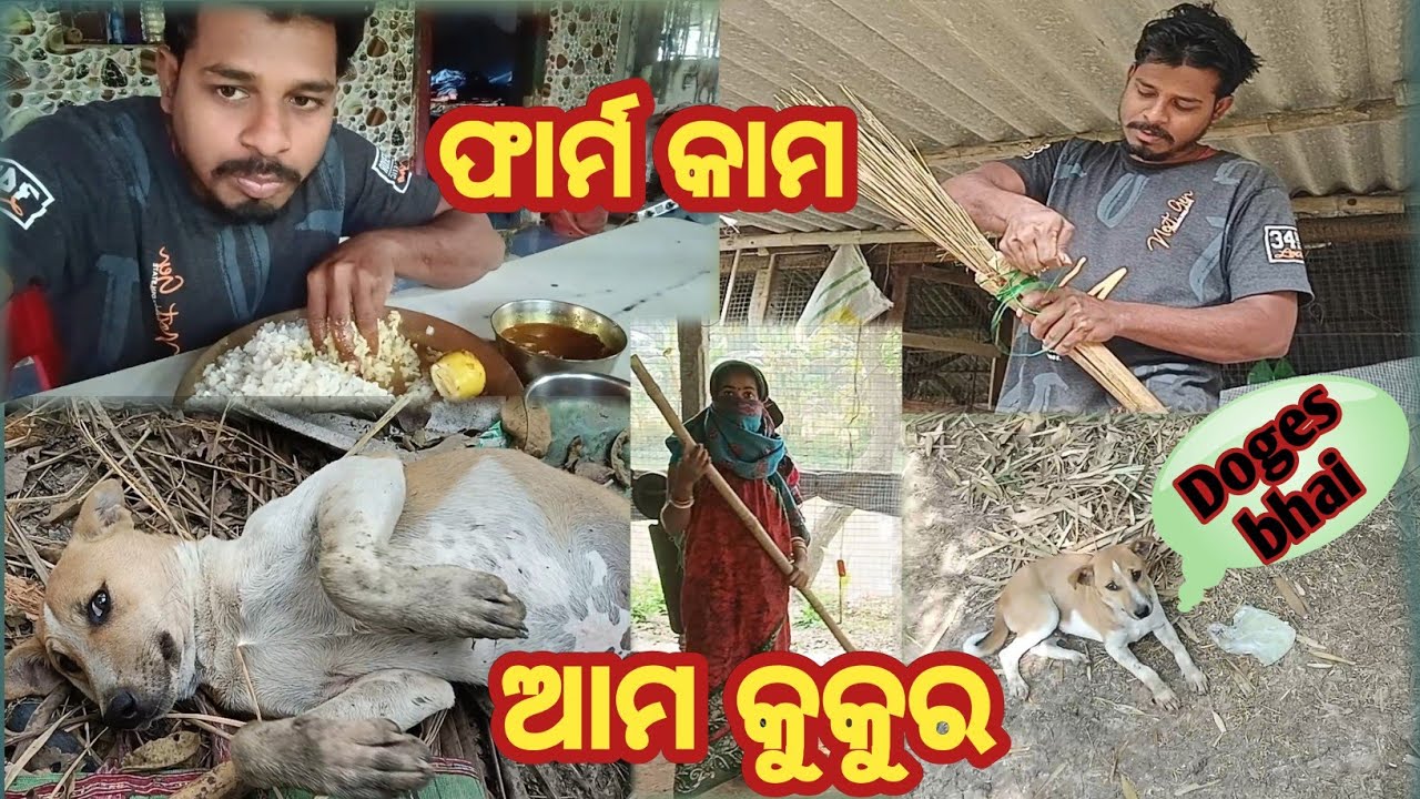 ଆଜି ଫାର୍ମ  ସଫା ହେଲା 😅 ଆମ Doges bhai କ'ଣ ଖାଇଲେ 🐕 jiten Puja vlog 🥰 please subscribe 🙏