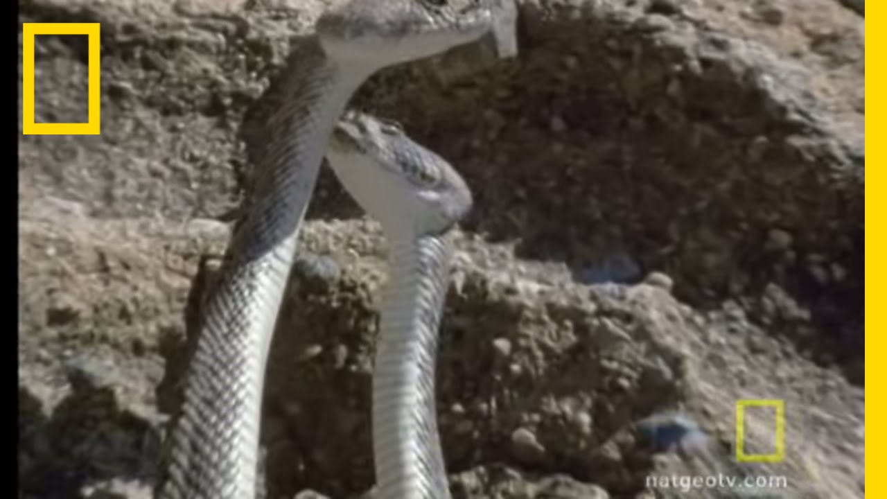 Любовь гремучей змеи | National Geographic