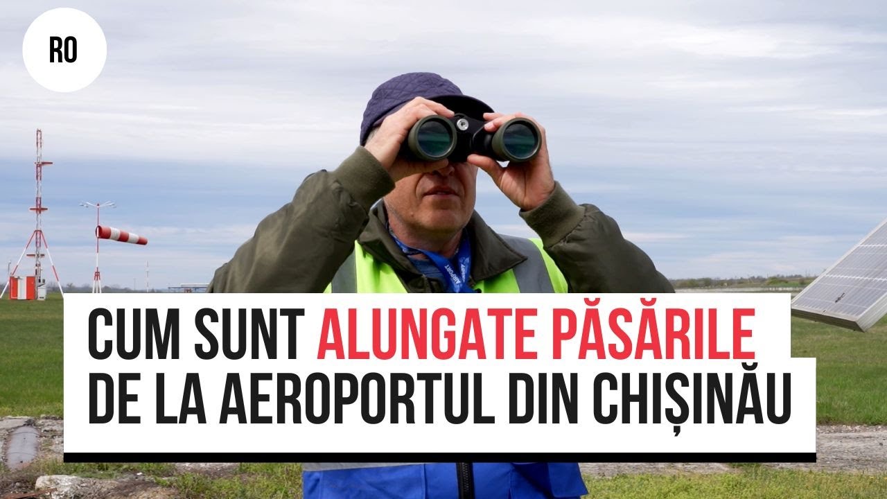 Cum sunt alungate păsările de la aeroportul din Chișinău pentru a proteja avioanele de accidente