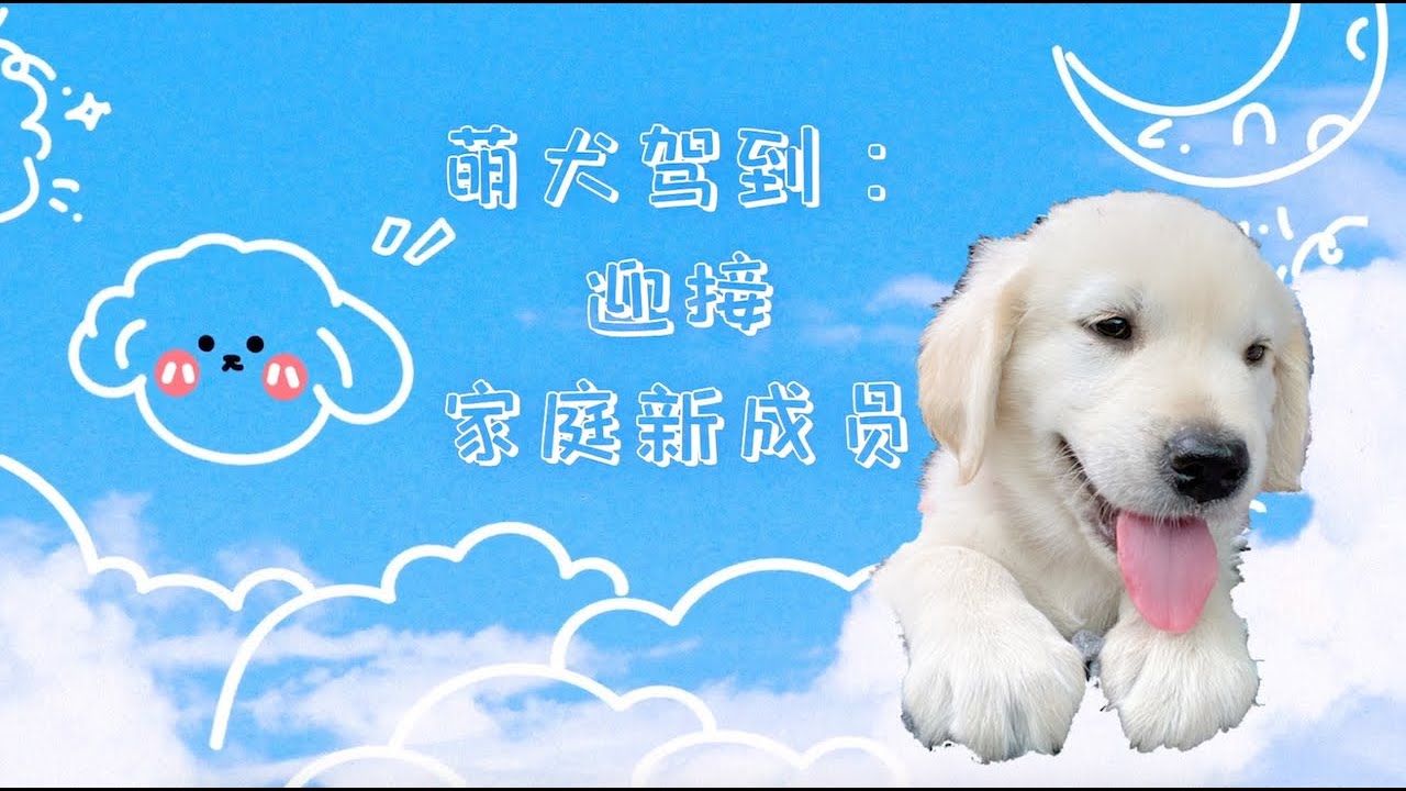 萌犬驾到: 迎接家庭新成员 (小金毛Golden Retriever 到家第一天)～｜新手养狗注意事项 & 必备物品分享｜加拿大领养小金毛全流程｜