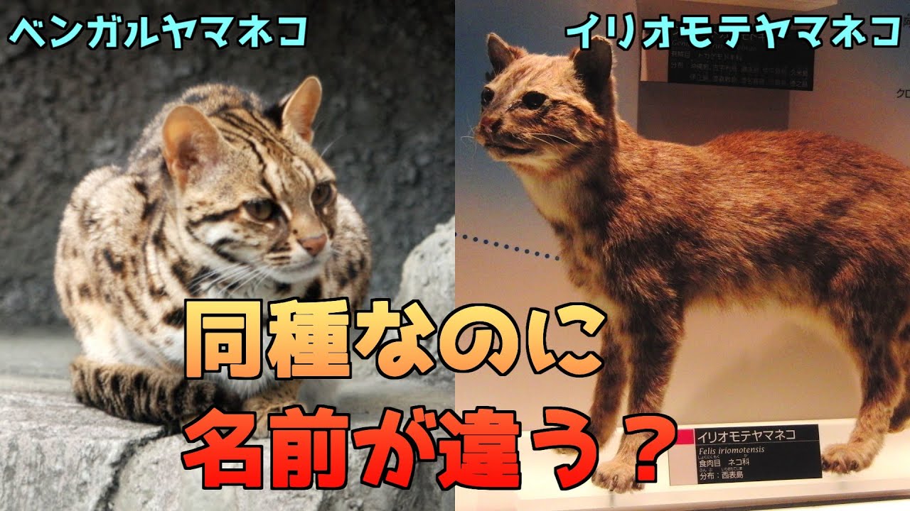 亜種とは？単なる色違いじゃないよ