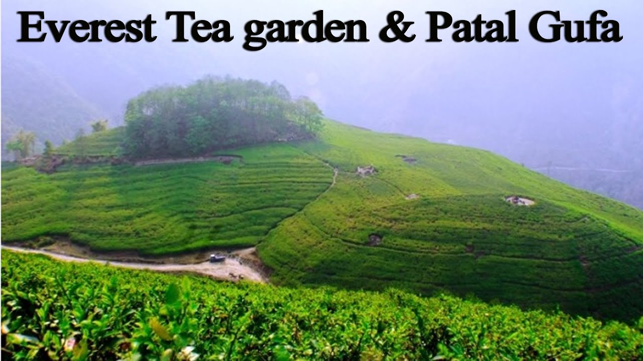 Everest Tea Garden | Bhotechaur | Mini Illam | Patal gufa | Chiya Bagan | Ranjo