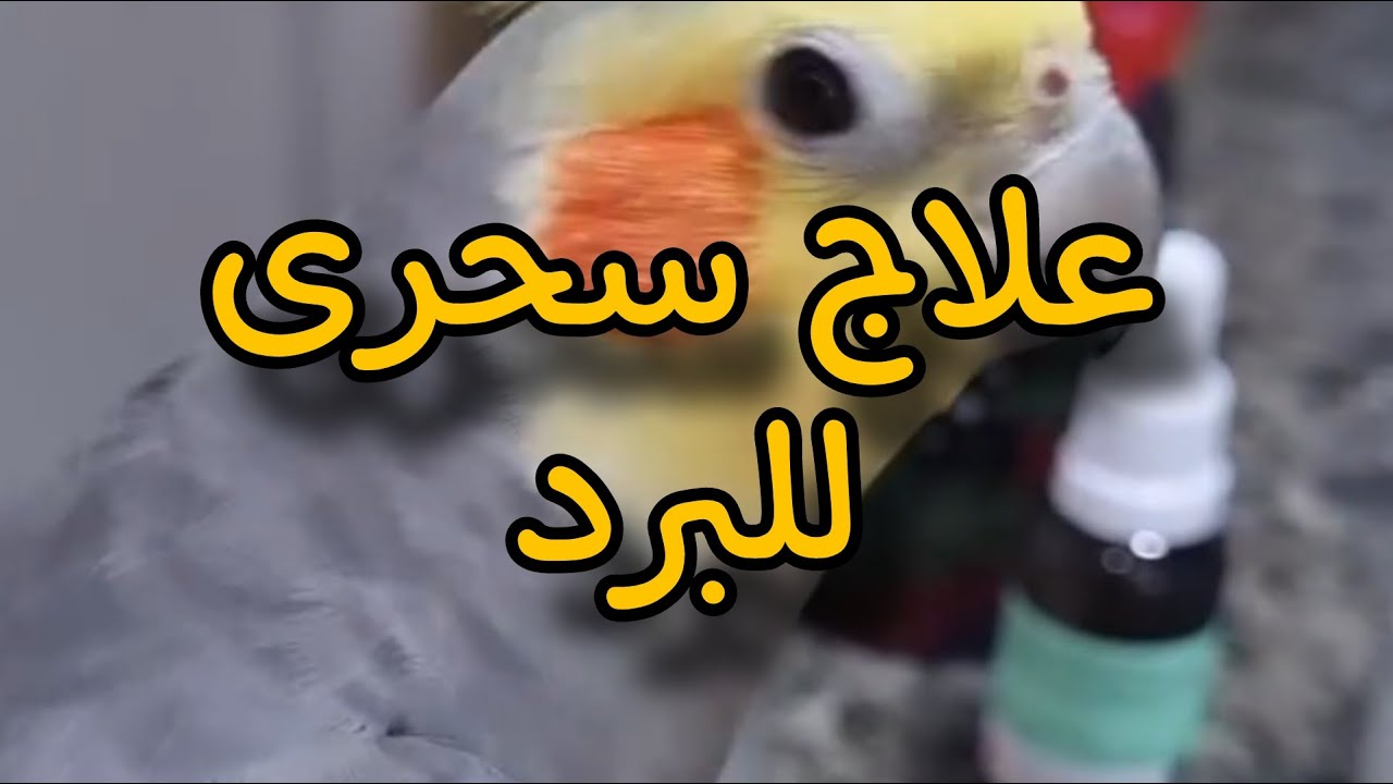 افضل علاج لنزلات البرد والرشح للطيور /علاج مجرب ومضمون ❗️❗️