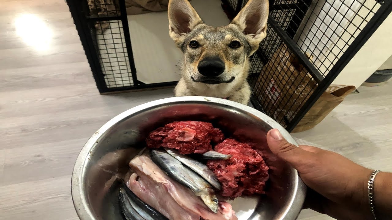What Feeding Raw To My Czechoslovakian Wolfdog Looks Like!