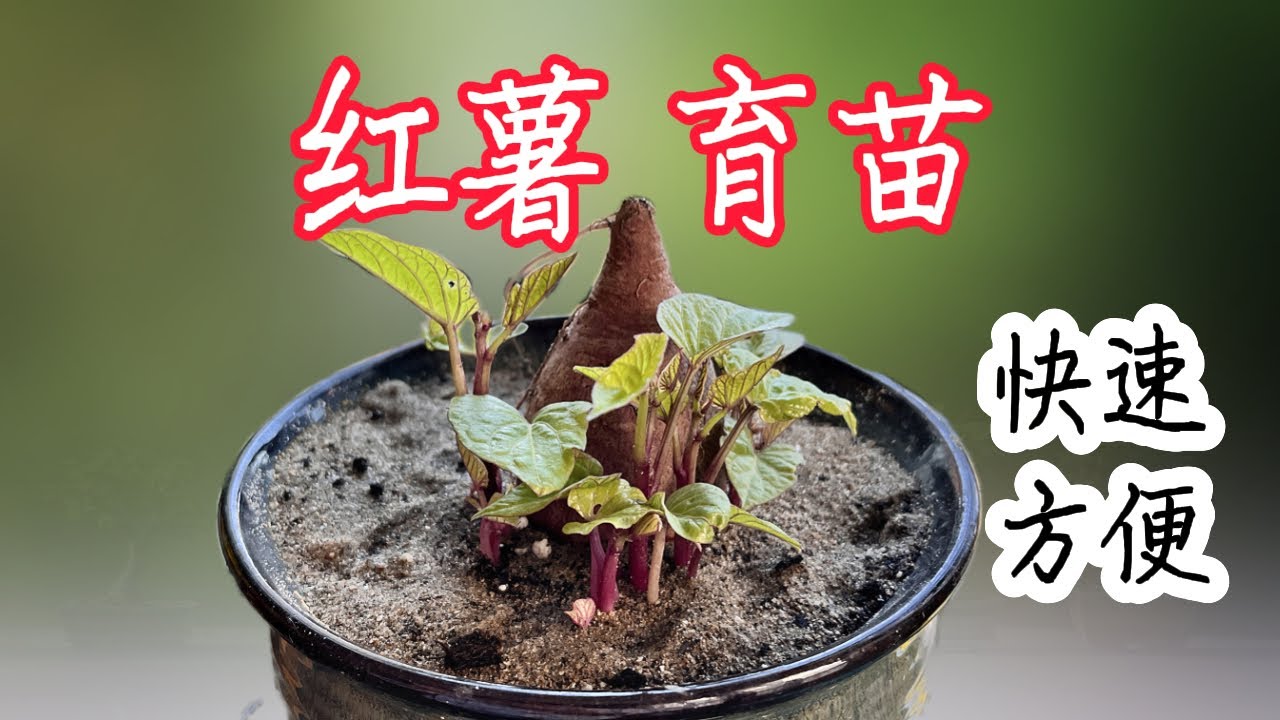 【种植小白必看】红薯快速催芽育苗 一棵种一堆(里面有去年丰收的视频)