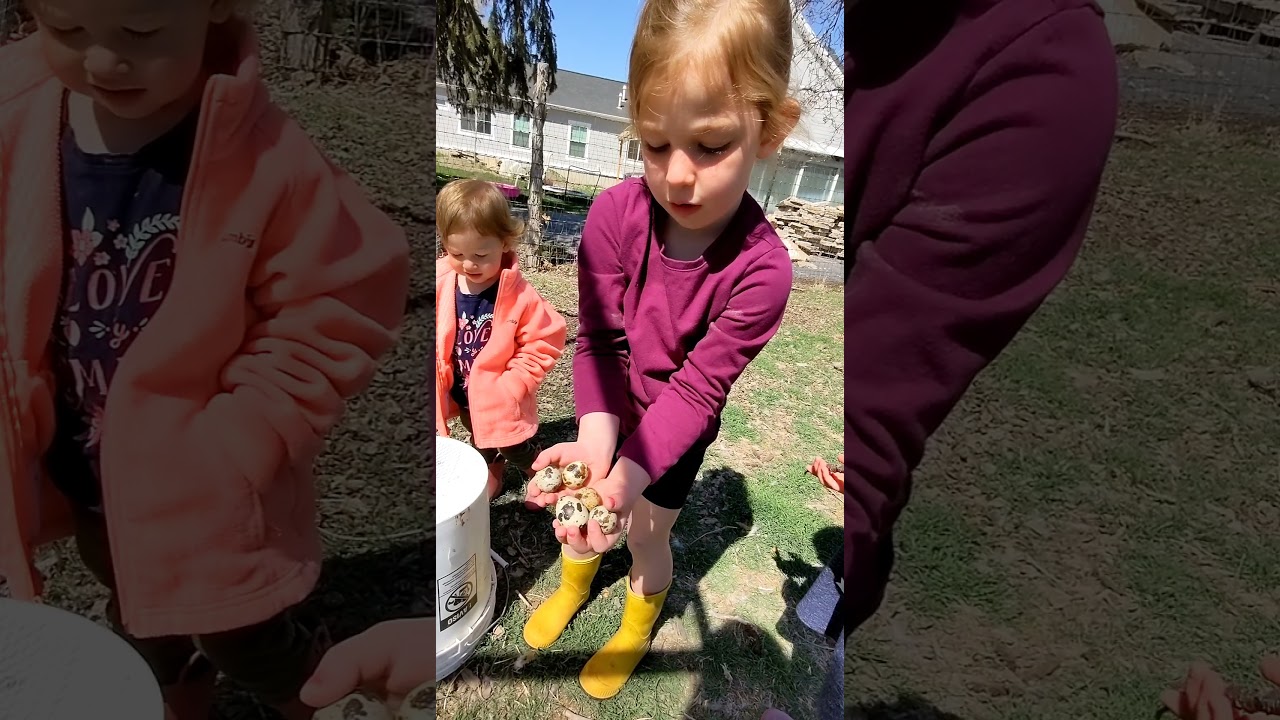 Raising corturnix quail @themerrellfarm