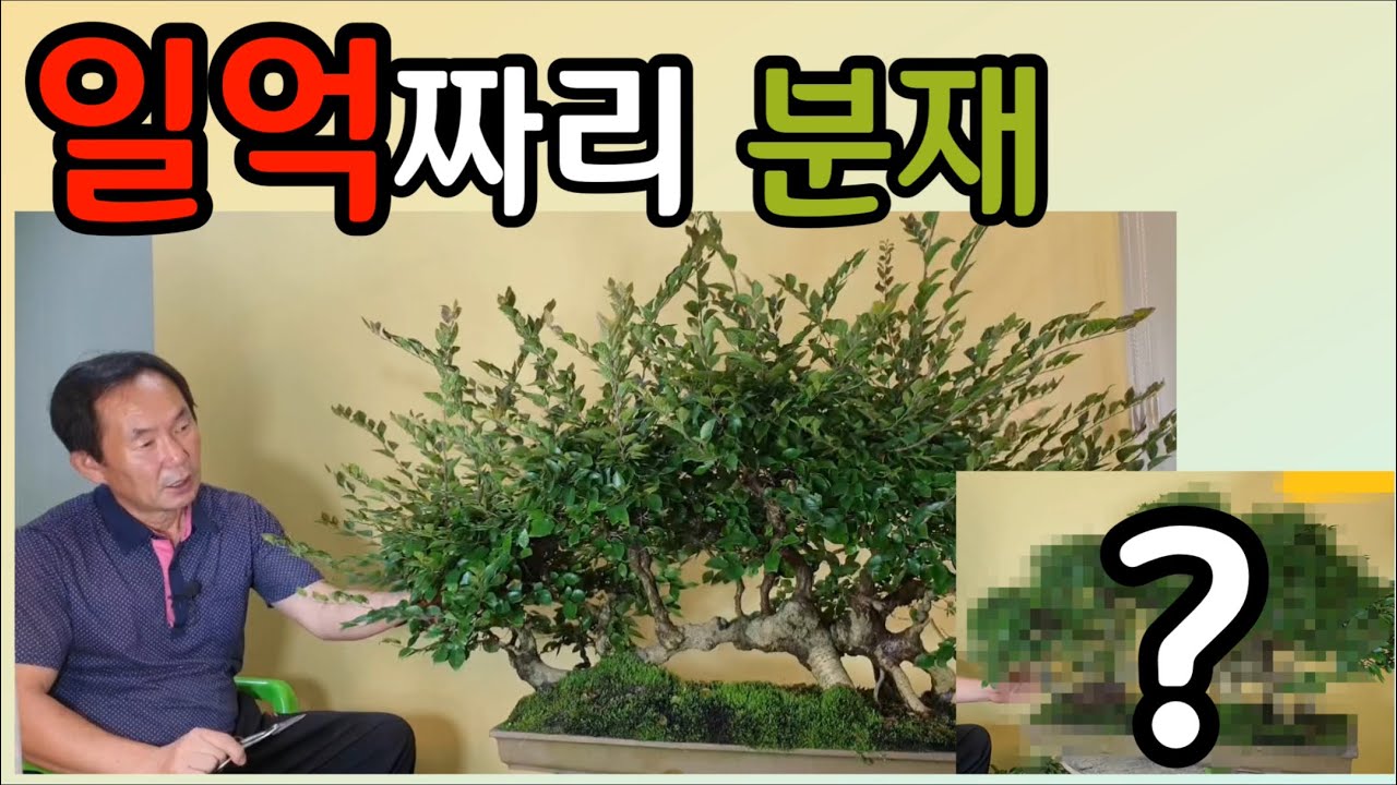 분재관리 126강 일억짜리 분재?