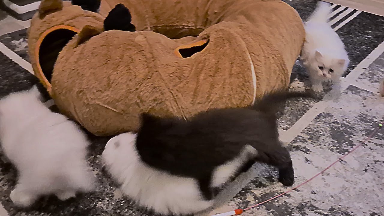 These 4 Kittens Tired Me Out Just Watching Them!