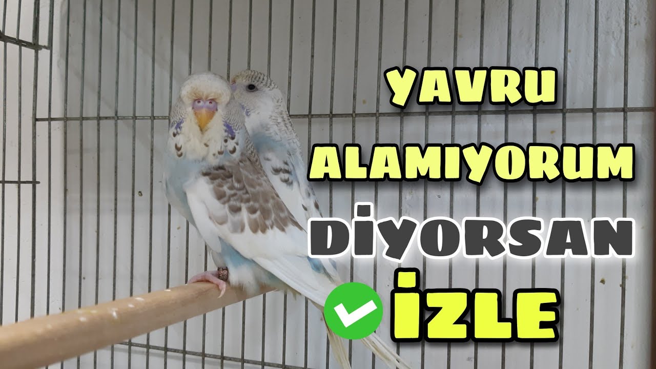 MUHABBET KUŞU YAVRU ALMA EŞ TUTMA
