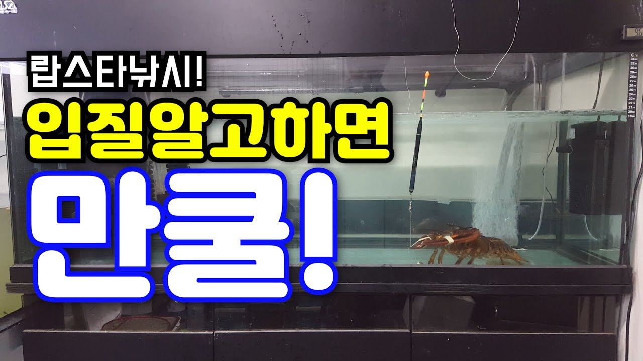 [랍스타]15분만 투자하세요! 랍스타 입질알면 여러분의 조과가 달라집니다!
