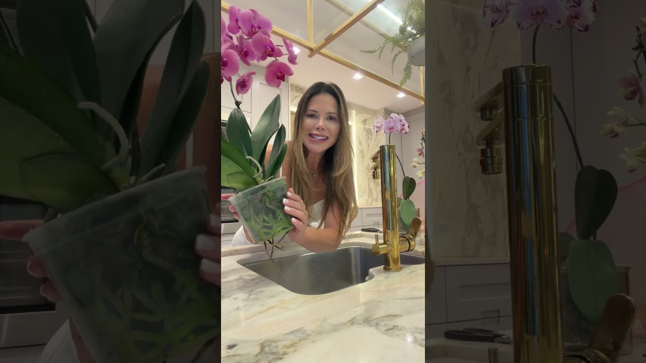 Ganhou uma Orquídea? Faça Isso Para Ela Durar Muito Mais 🌸✨