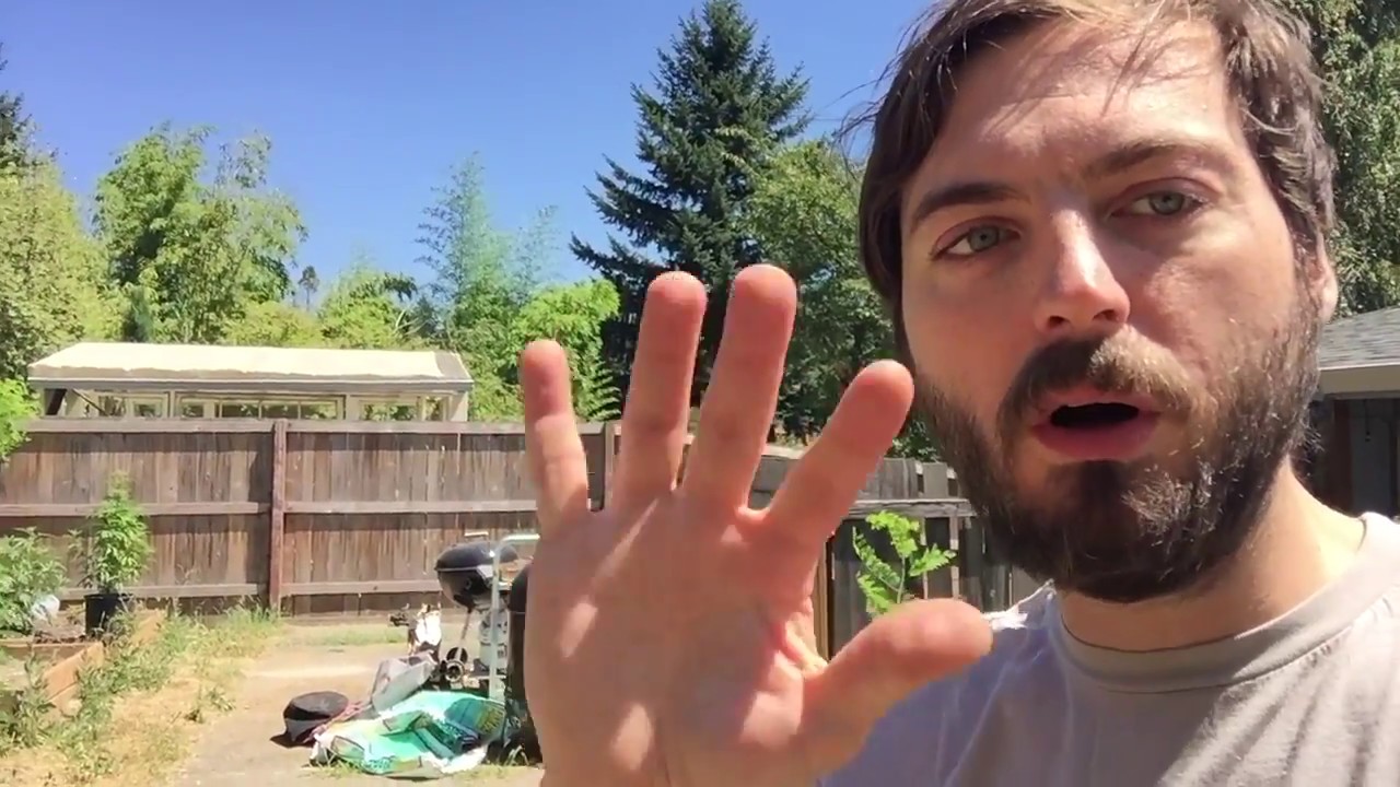 Oregon Easy Recreational Outdoor Grow.  Low maintenance Back Yard Grow Late July!