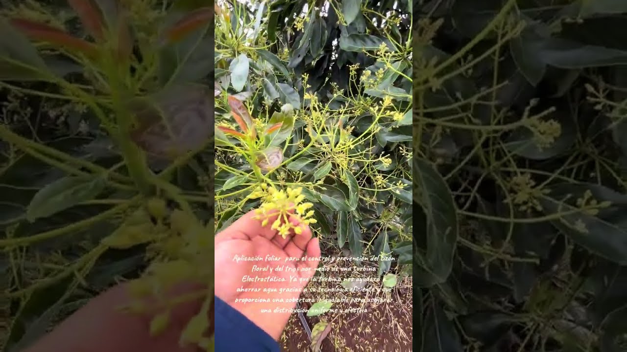 Aplicando azomite y ozono bioestimulante en aguacate 