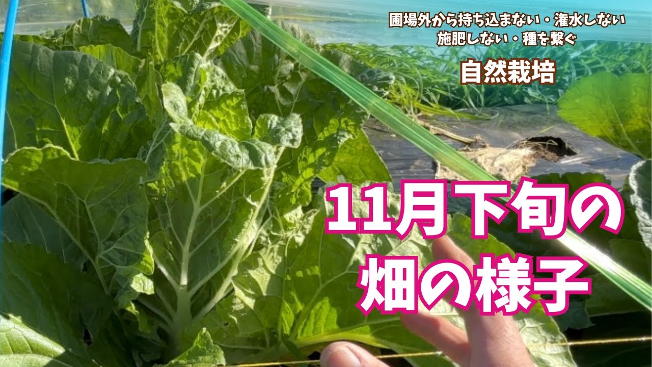間もなく収穫🥬１２月から出荷を始めるお野菜たちの今【