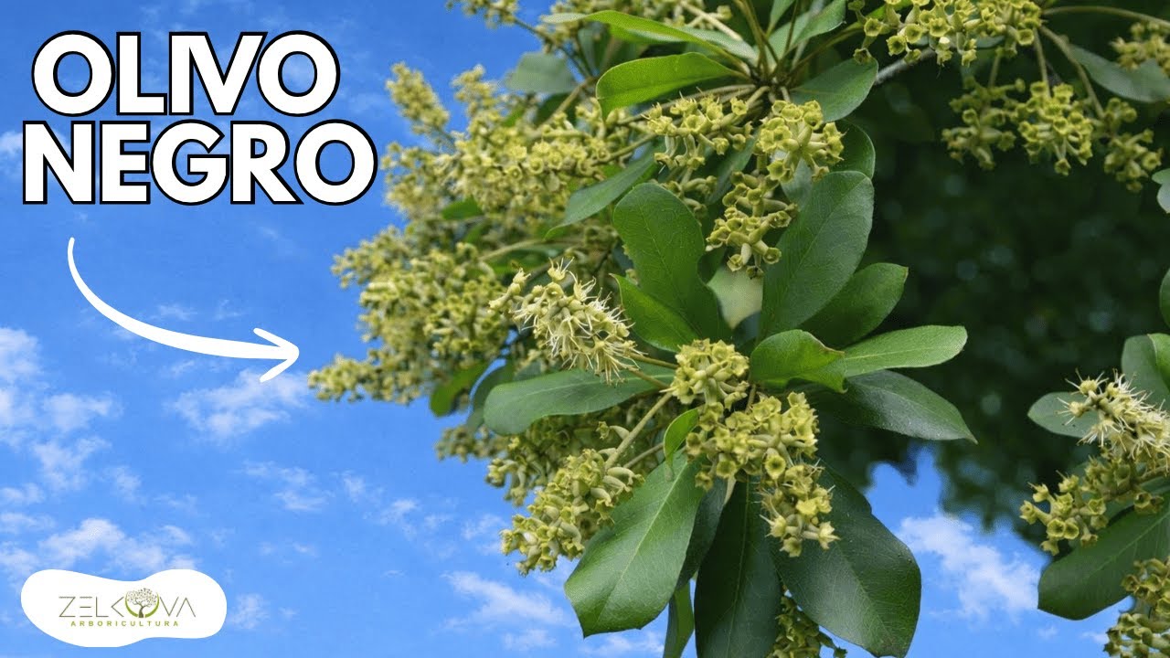 Reforestar con Olivo Negro: ¿Vale la Pena?