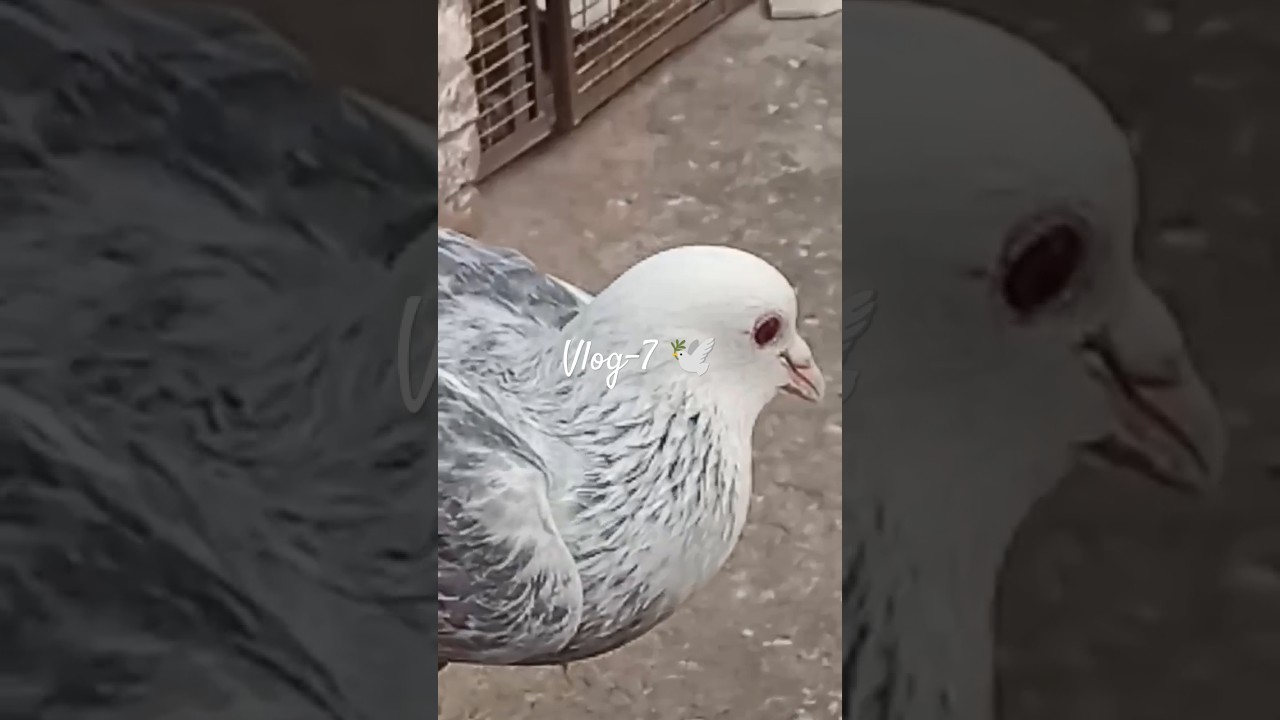 New Pigeon Catching Technique 😁 #1million #pigeoncatch #kabootarpakda #newvlog #kabootarvlog #catc