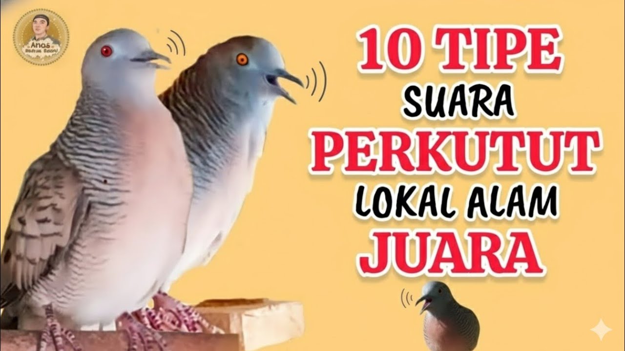 10 Macam Tipe Suara Perkutut Lokal Alam Juara ‼️ Manakah Menurut Anda Yang Paling Bagus Lur