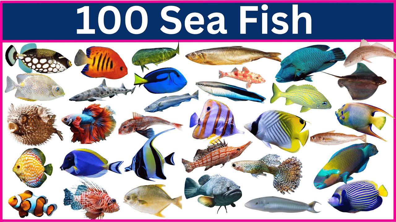 Discover 100 Amazing Sea Animals