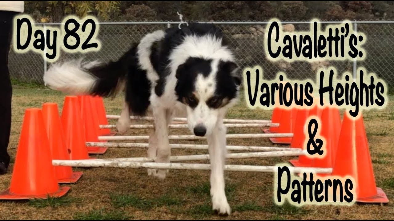 Day 82: Cavaletti's - Patterns - Canine Conditioning & Physical Therapy
