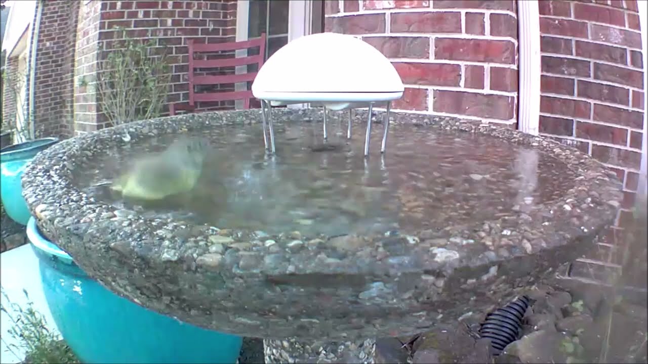 Orange Crowned Warbler At Wild Birds Unlimited Evans Bird Bath W/ Water Wiggler - March 2022