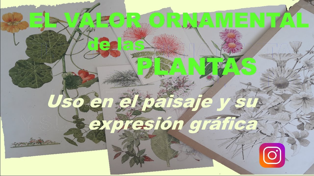 DIBUJO DE PLANTAS - Especies vegetales en acuarelas.