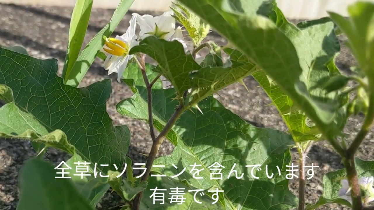 ワルナスビ