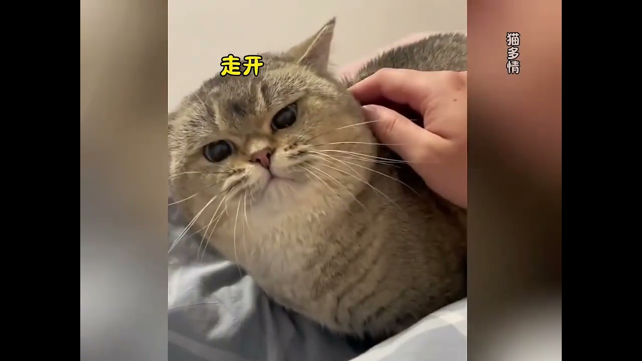 被猫咪嫌弃是一种什么样的体念#猫咪 #猫咪的迷惑行为 #搞笑 #萌宠出道计划