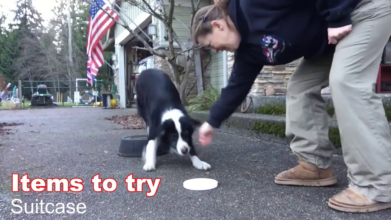 Beginning Agility Contact Training, Rear Foot Awareness, 2 on 2 off Contact Agility Challenge #2