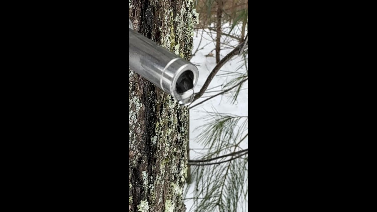 Maple Tree Tapping 2026