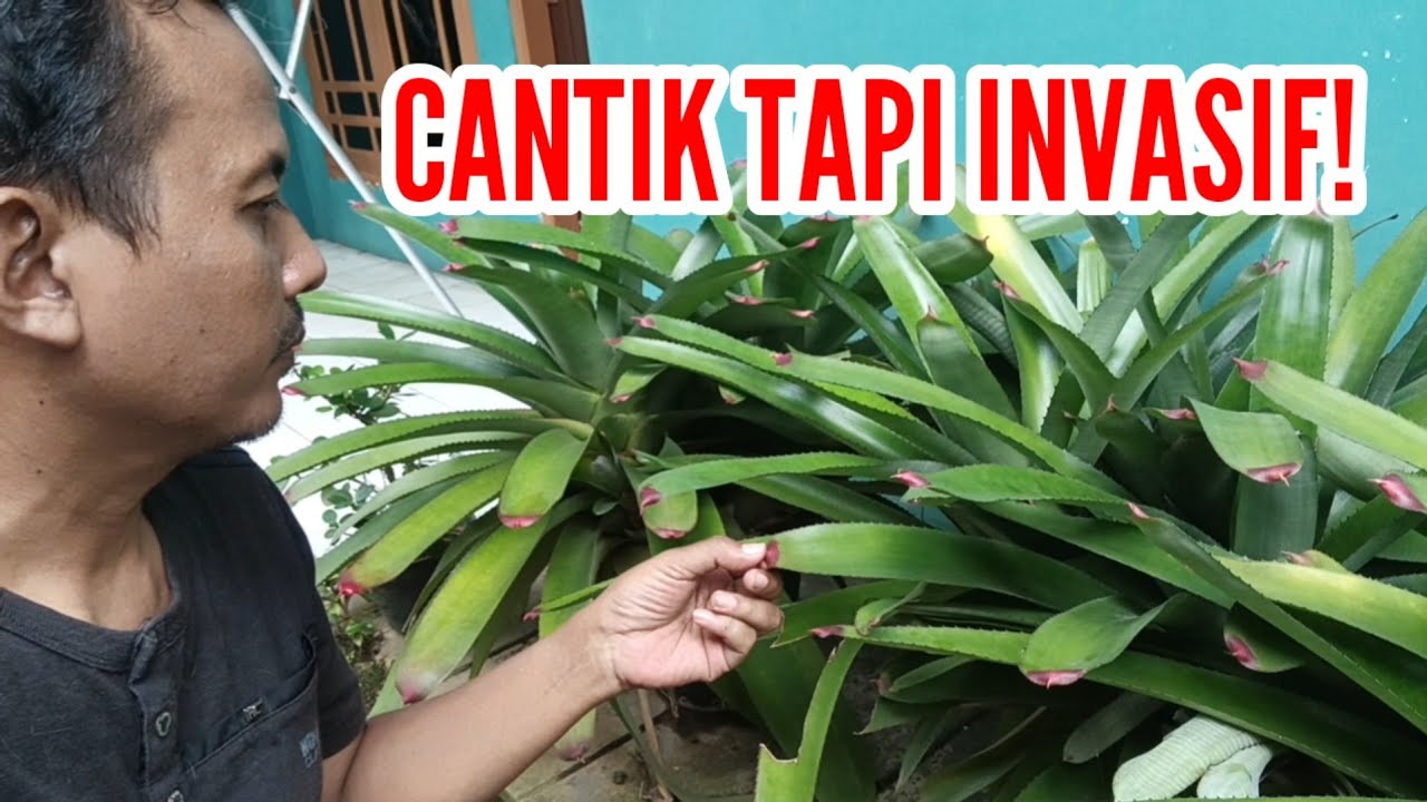Tanaman Ini Invasif Banget! | Cerita Tanaman Hias Masa Pandemi