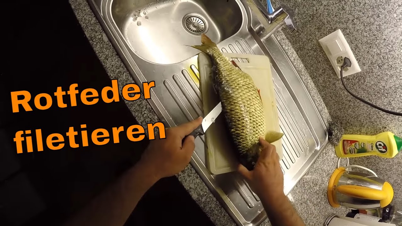 Rotfeder filetieren Anleitung