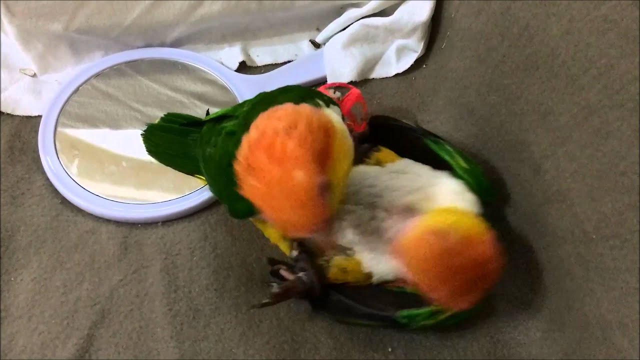 Rostkappenpapageien beim Spielen