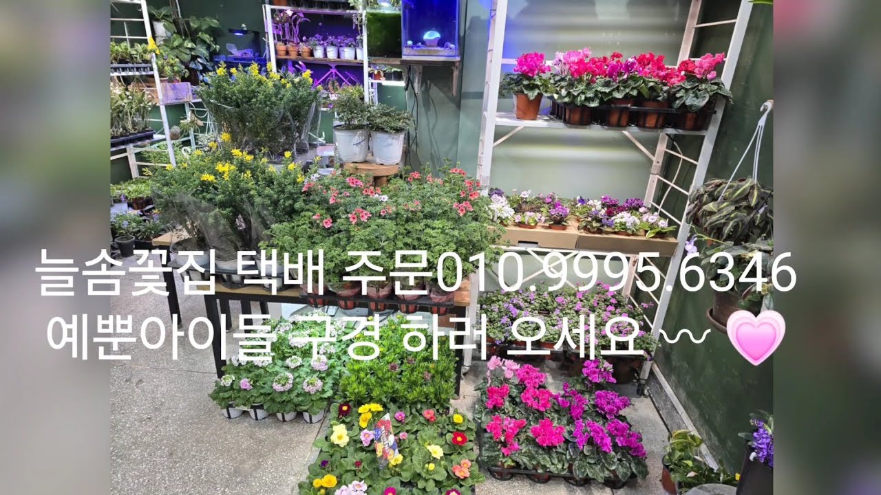 1월28일 늘솜꽃집 영상입니다 택배가능한곳 010.9995.6346 예뿐아이들 구경하러오세요 