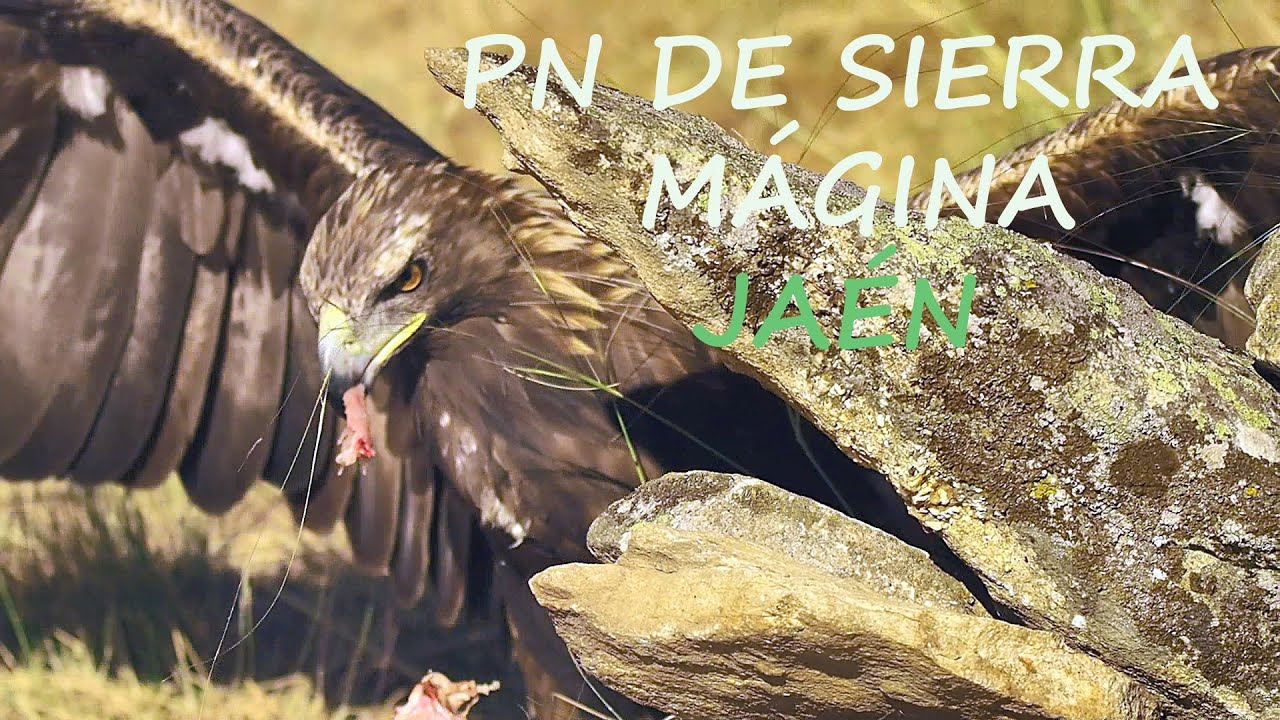 Wild Spain - Capítulo 89 - Parque Natural de Sierra Mágina, Jaén.