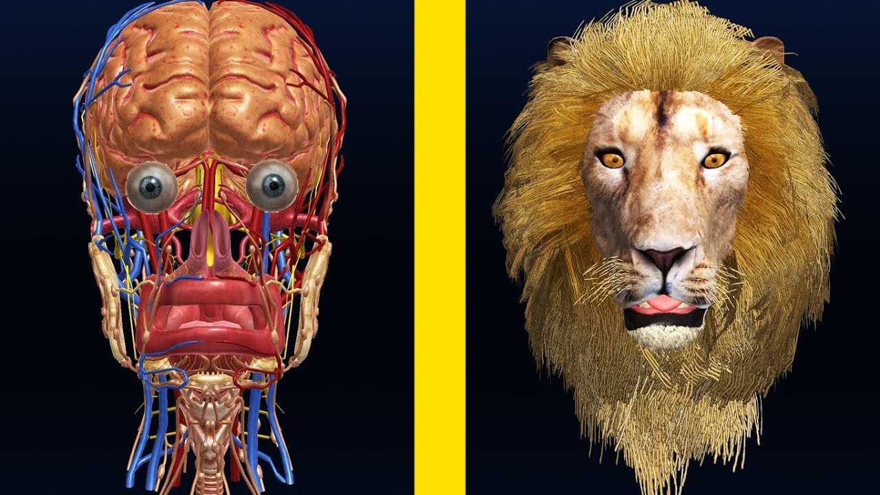 Idle Heads! IS THIS MAX LEVEL HEADS EVOLUTION! Idle Heads Level999? PikaGuyy