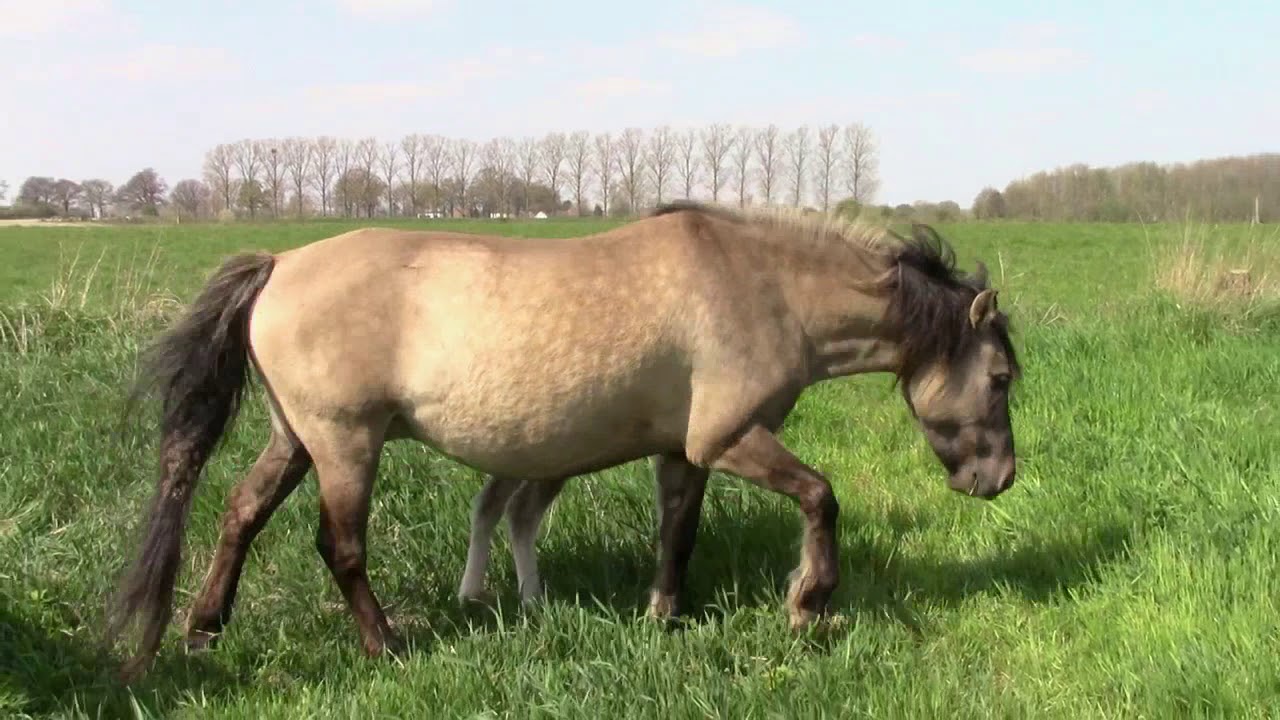 Reportage Konikspaarden nieuwe natuur Nattenhoven