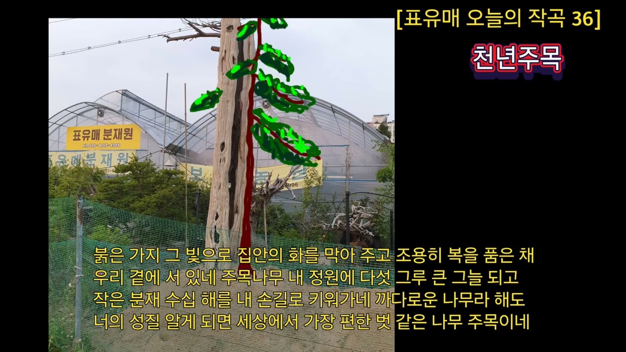 [표유매 오늘의 작곡 36] 천년 주목