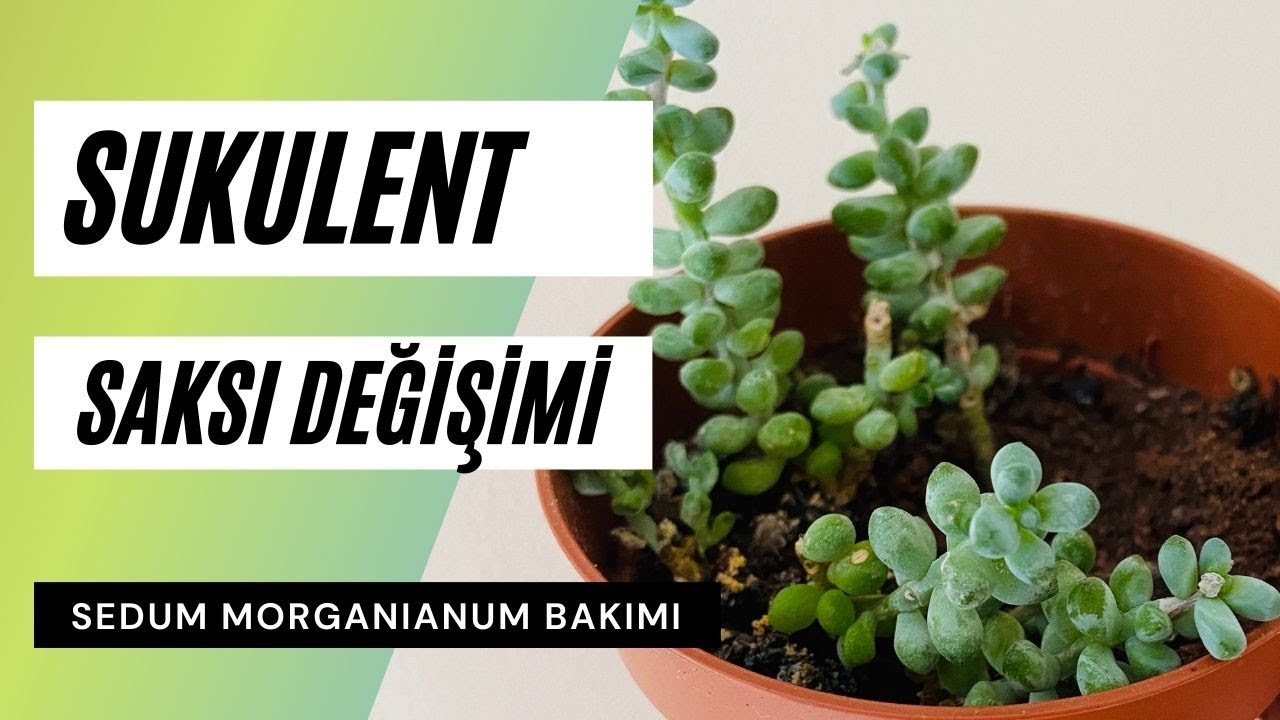 Sukulent Saksı Değişimi 🌿 Sedum Morganianum Bakımı (Damkoruğu sukulenti)
