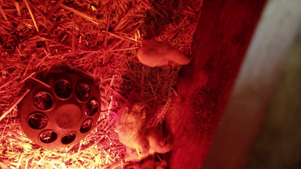 Fluffy chickens