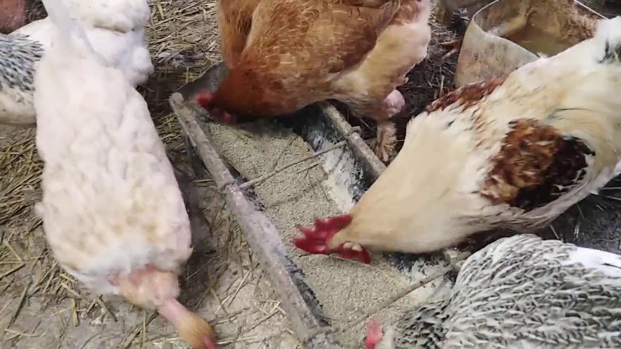 Hranjenje živine, Obilazak i kupljenje jaja!