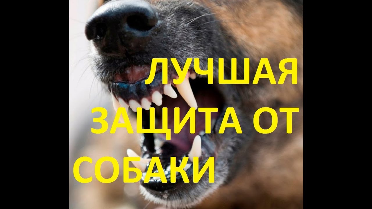 САМООБОРОНА ОТ СОБАКИ! РАБОТАЕТ 100%! ДОСТУПНО И ПОНЯТНО КАЖДОМУ
