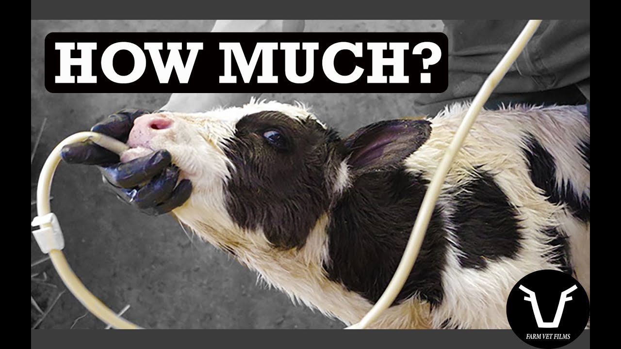 COLOSTRUM - how much is ENOUGH? | TECHNICAL #80