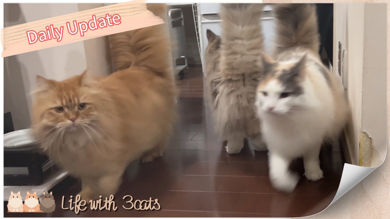 【猫のごはん】猫のソワソワ待ちが個性爆発で尊い　#サイベリアン #ノルウェージャンフォレストキャット