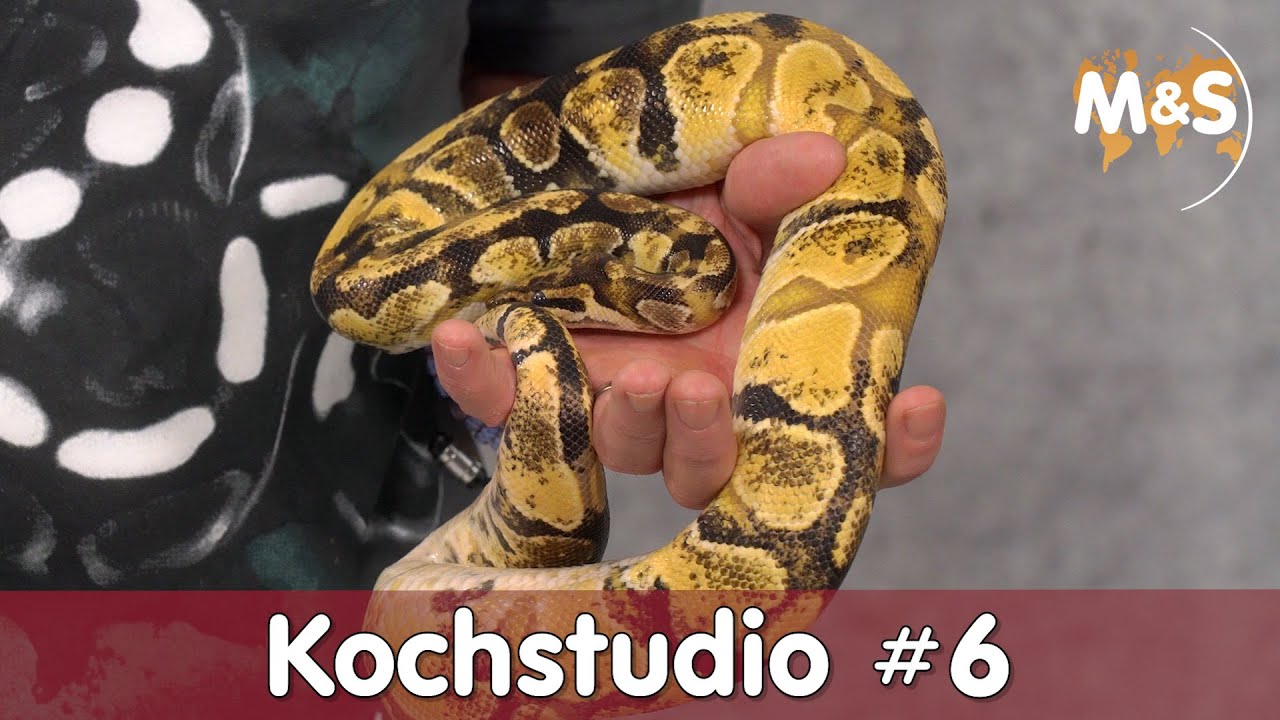 Kochstudio #6 | Odd Ball & Question Ball | Neue Morph / Farbe züchten