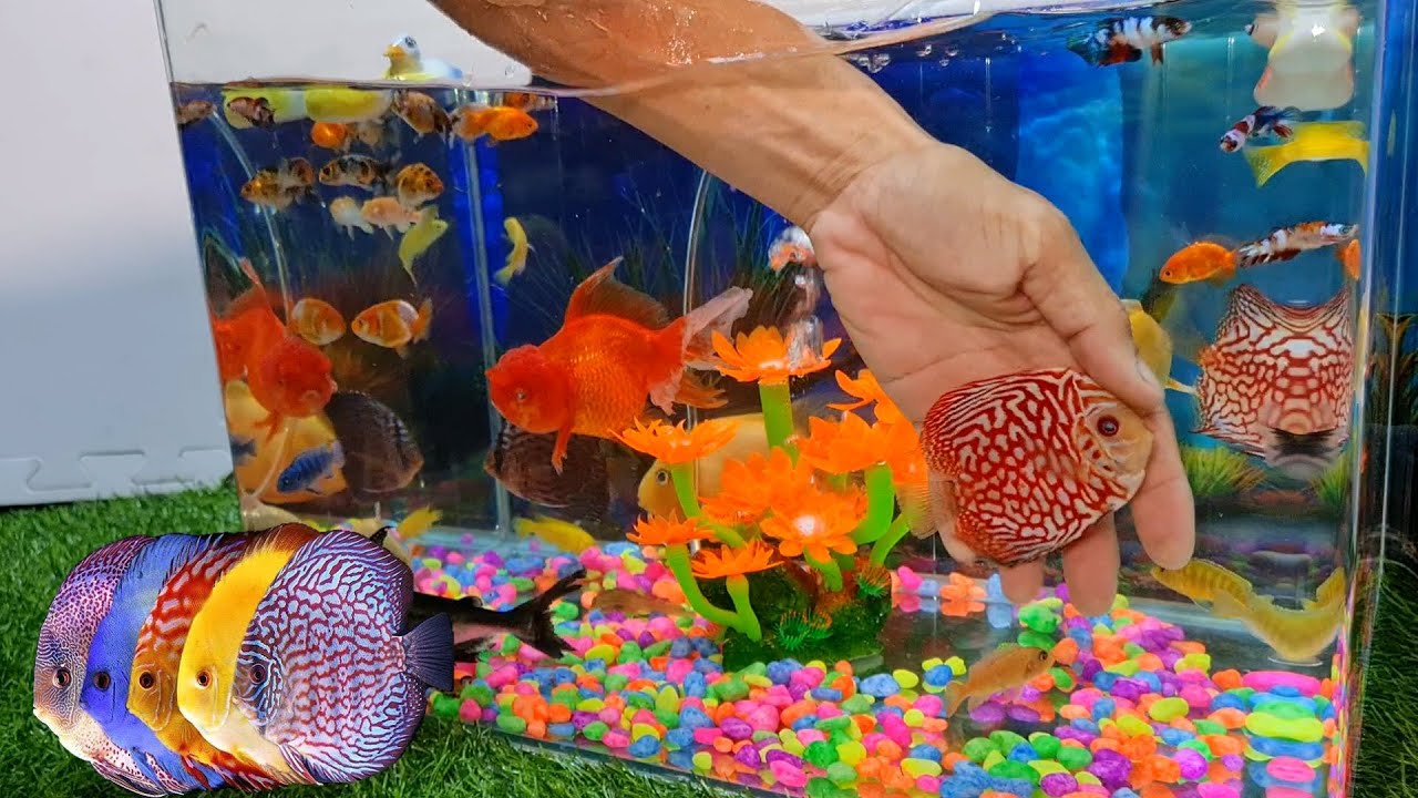 Cá cảnh đẹp dễ nuôi nhiều màu sắc, cá lia thia, cá betta, cá dĩa, vịt, động vật dưới nước