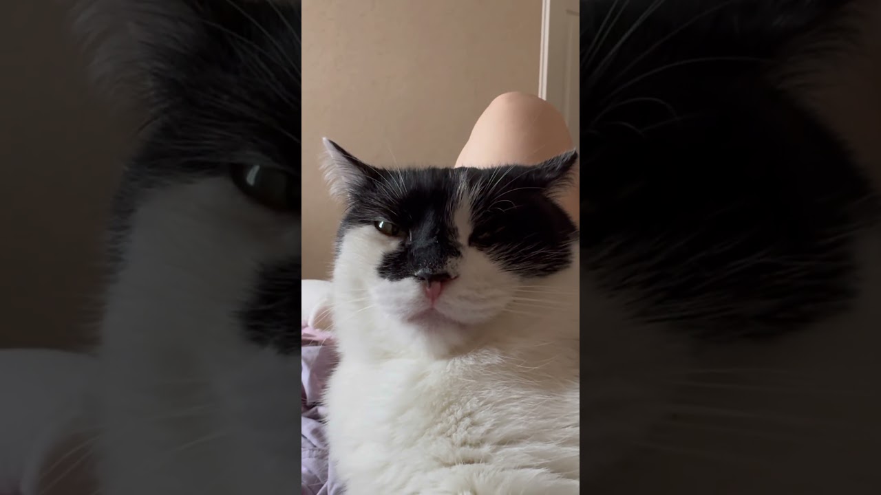 Сохраняй 😁 #cat #веселыекоты #коты #кот #прикольныекоты #котик #видосыоткота