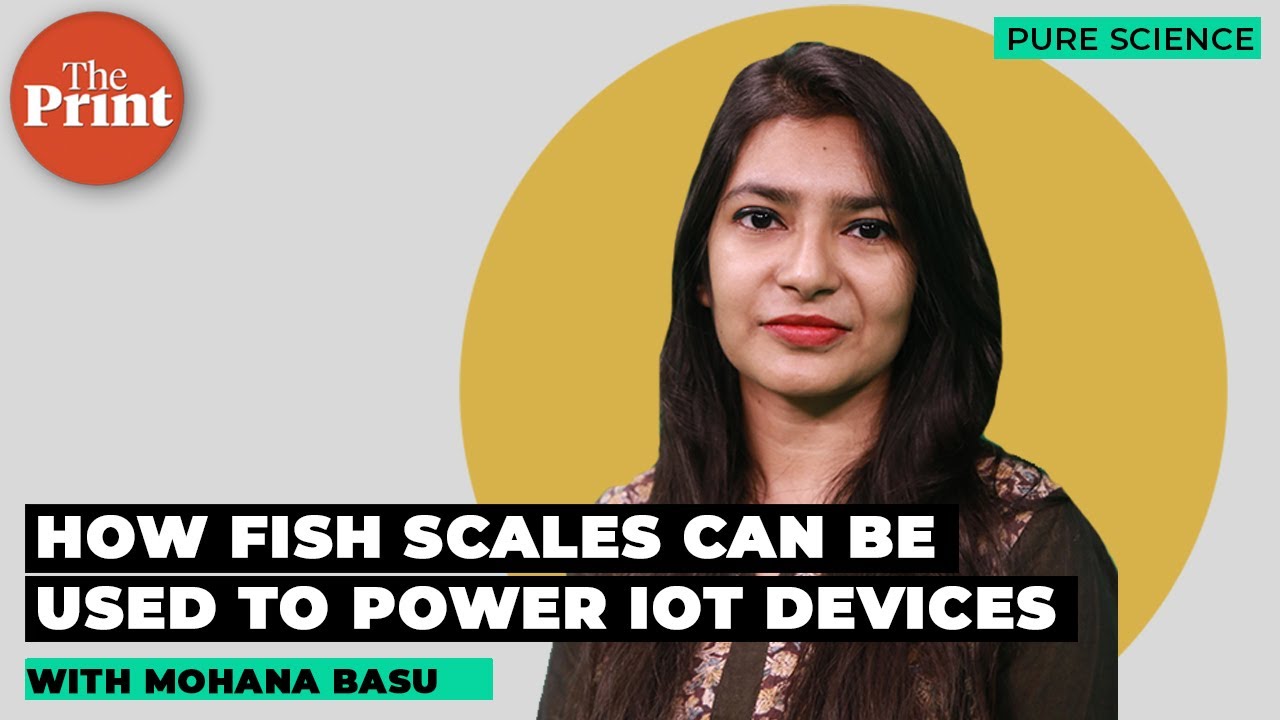 Punjab scientists show how fish scales could be used to power IoT devices